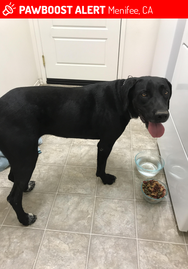 Menifee, CA Stray Female Dog Found Near Near Evans Rd & Craig Ave PawBoost