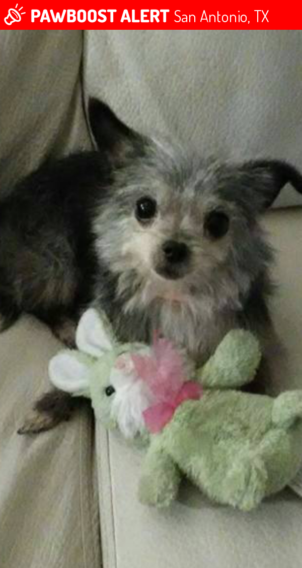 Lost Female Dog last seen Near Tampico St & S Rosillo St, San Antonio, TX 78207
