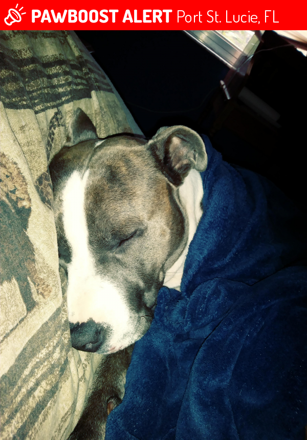 Lost Male Dog in Port St. Lucie, FL 34983 Named Thor (ID 4691248