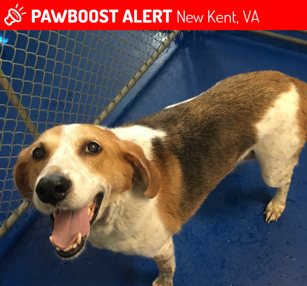 Found/Stray Male Dog in New Kent, VA 23124 (ID 4691376