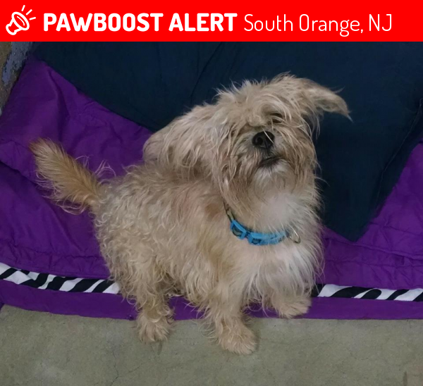 Found/Stray Male Dog last seen South Mountain Reservation, South Orange, NJ 07079