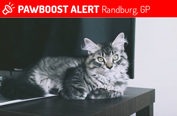 Lost Male Cat last seen Honeydew Road West, Randburg, South Africa, Randburg, GP 