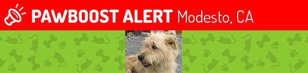 Lost Male Dog last seen Near State Hwy 99 & H St, Modesto, CA 95354