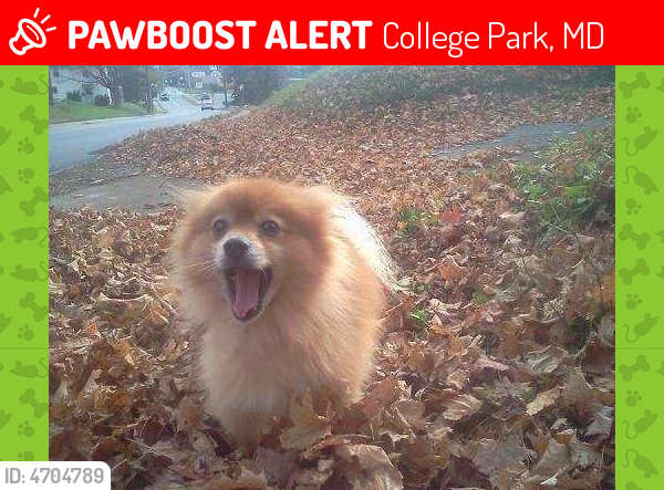 Lost Male Dog last seen Near Decatur St. and Taylor, Hyattsville, MD 20781