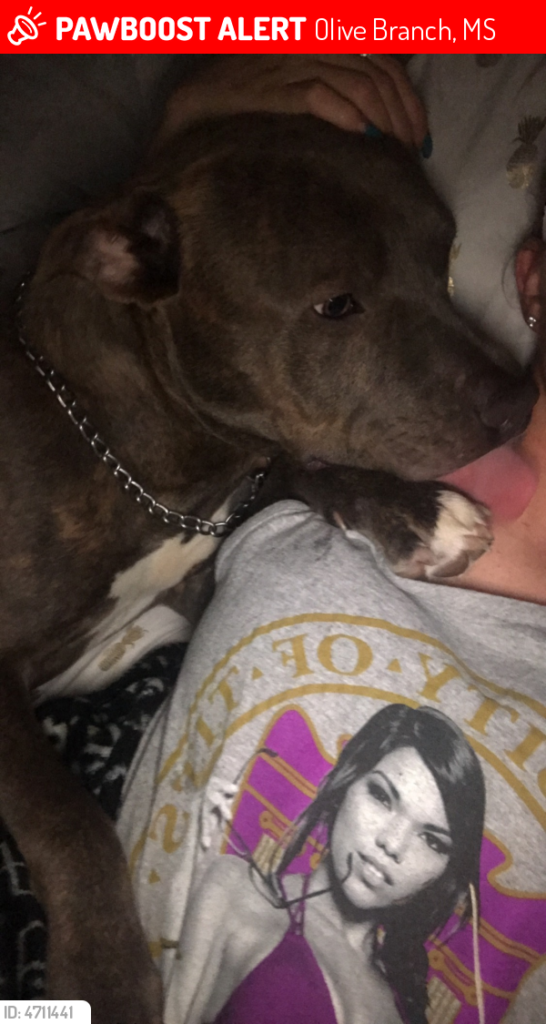 Lost Male Dog in Olive Branch, MS 38654 Named Boss (ID 4711441) PawBoost
