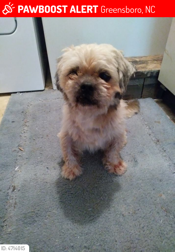 Rehomed Male Dog in Greensboro, NC 27405 (ID 64714015) PawBoost