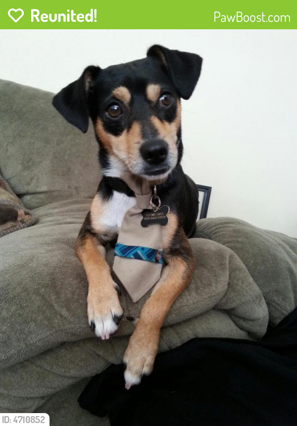 Reunited Male Dog last seen Near Athene Dr & Woodhaven Dr, San Jose, CA 95127