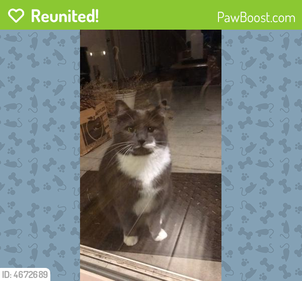 Reunited Female Cat in Spokane Valley, WA 99016 (ID 4672689) PawBoost