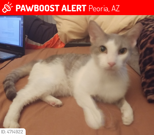 Found/Stray Male Cat last seen Near W Grandview Ave & N 71st Ave, Peoria, AZ 85382