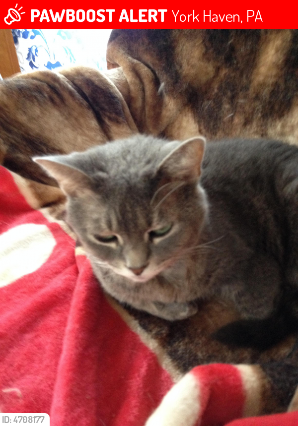 Lost Female Cat In York Haven Pa 17370 Named Stormy Id 4708177 Pawboost