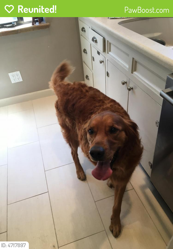 Reunited Male Dog last seen Near Zenobia St & W 30th Ave, Denver, CO 80212