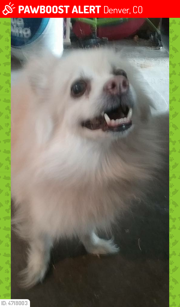Lost Male Dog last seen Near W 48th Ave & Meade St, Denver, CO 80221