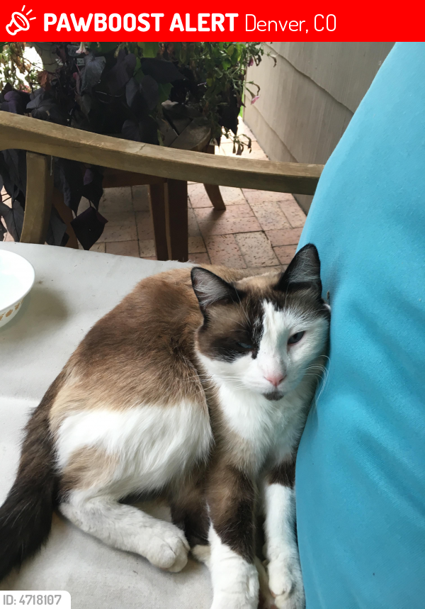 Found/Stray Unknown Cat last seen Near E Mexico Ave & S Garfield st, Denver, CO 80224