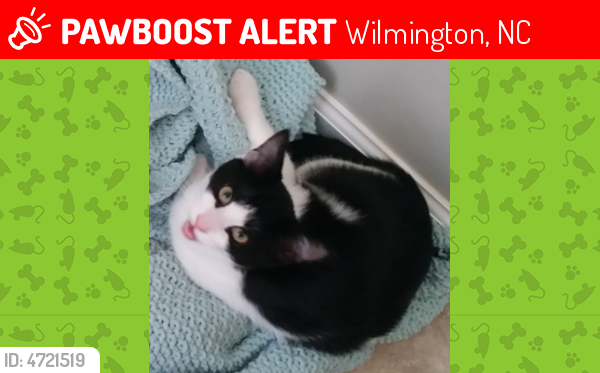 Lost Male Cat last seen Near Queens Ct & Bedford Rd W, Wilmington, NC 28411