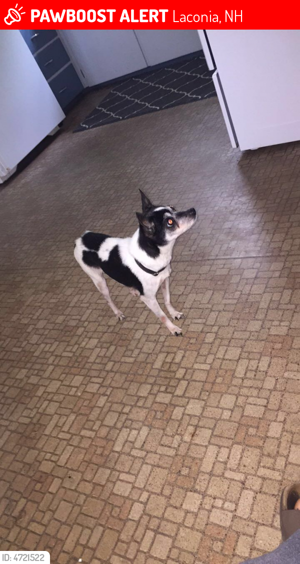 Lost Female Dog last seen Near Academy St & Webster St, Laconia, NH 03246