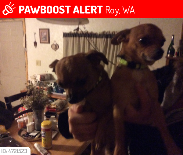 Lost Male Dog last seen Near 374th St S & 34th Ave S, Roy, WA 98580