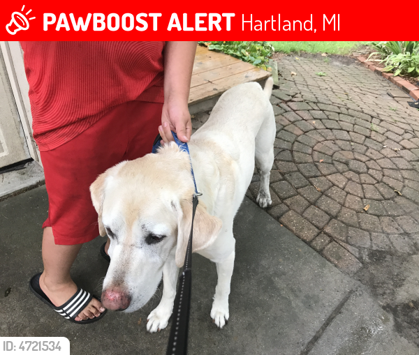 Found/Stray Male Dog last seen Near Briar Hill & N Tipsico Lake Rd, Hartland, MI 48353