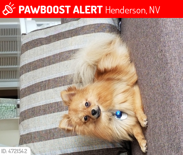 Lost Male Dog last seen Near Tiger Links Dr & Cypress Links Ave, Henderson, NV 89012
