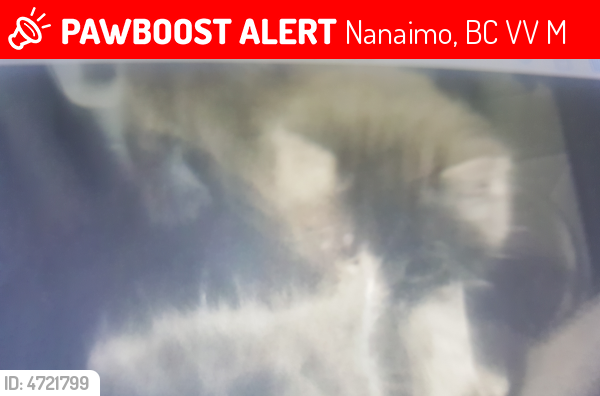 Lost Female Cat last seen Molecy lane (Dover Bay), Nanaimo, BC V9V 1M1