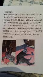 Lost Male Cat last seen Near Walnut St & W 8th St, Erie, PA 16502