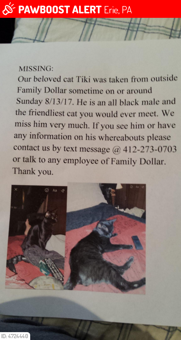 Lost Male Cat last seen Near Walnut St & W 8th St, Erie, PA 16502