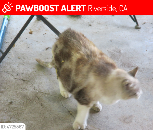 Found/Stray Cat in Riverside, CA 92504 (ID 4725567) PawBoost