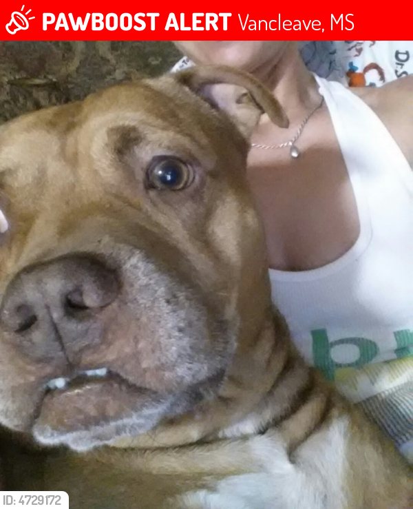 Lost Male Dog in Vancleave, MS 39565 Named Drew Brees (ID 4729172