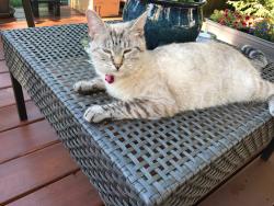 Reunited Female Cat last seen Near 7th St SE & 7th Pl SE, Puyallup, WA 98372