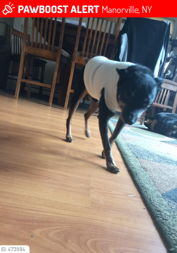 Lost Male Dog in Manorville, NY 11949 Named Ty Ty (ID 4731184) PawBoost