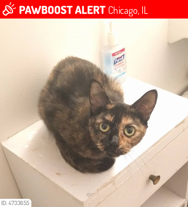 Rehomed Female Cat last seen Near N Pulaski Rd & N Elston Ave, Chicago, IL 60641