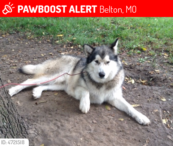Lost Male Dog last seen Near E 155th st belton mo , Belton, MO 64012