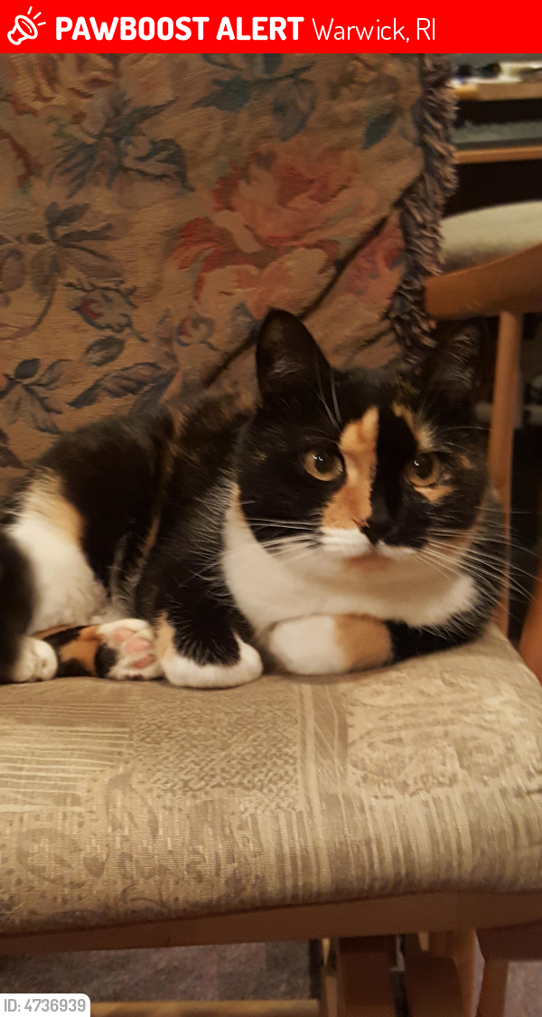 Lost Female Cat in Warwick, RI 02888 Named Sally (ID: 4736939) | PawBoost