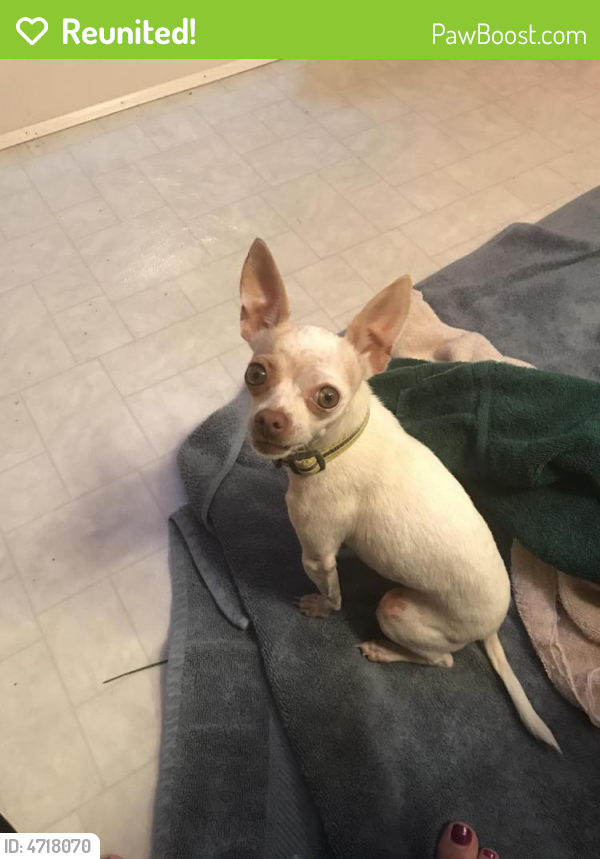 Reunited Female Dog last seen Near E 100th Ave & E Forest Cir, Thornton, CO 80229