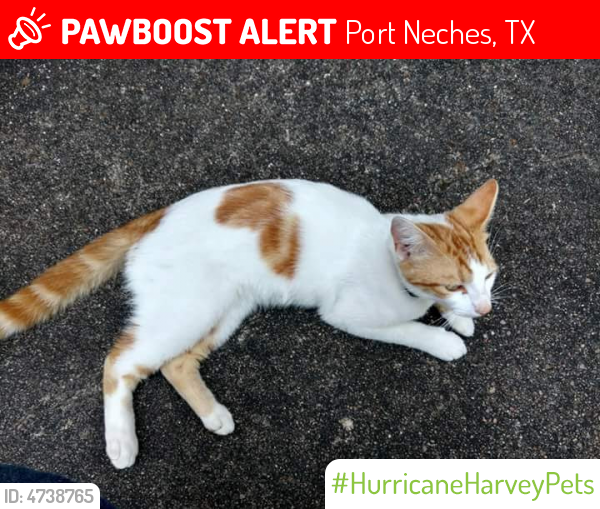 Lost Male Cat last seen Near 12th St & Canal Ave, Port Neches, TX 77651