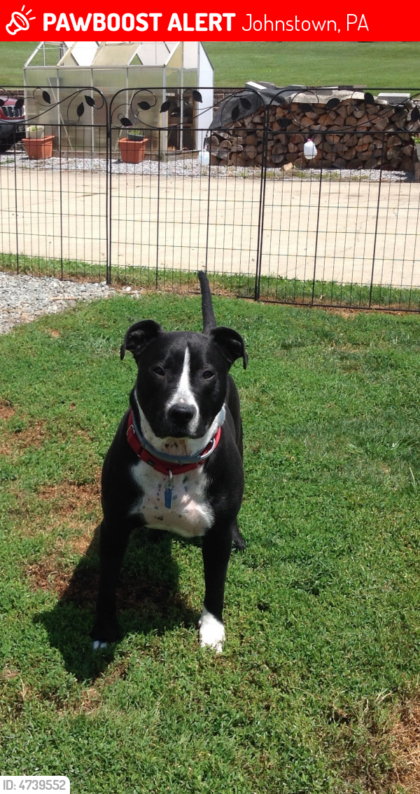 Rehomed Female Dog in Johnstown, PA 15905 (ID 4739552) PawBoost