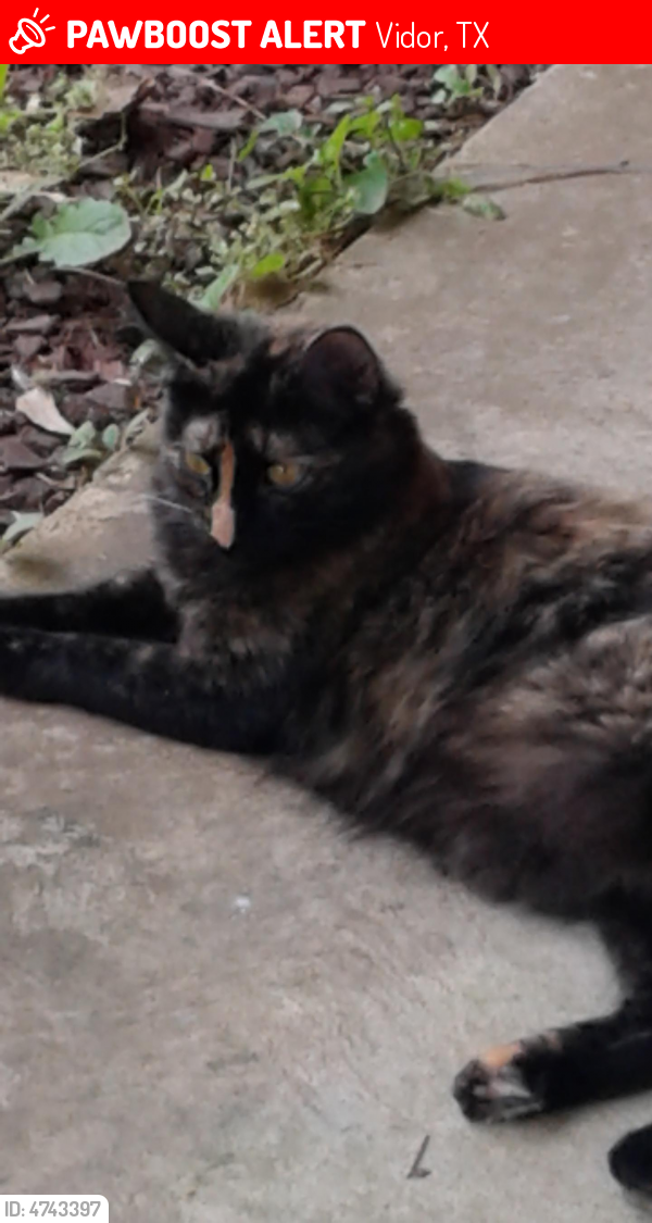 Lost Female Cat last seen Near Waterford Way & Galway Dr, Vidor, TX 77662
