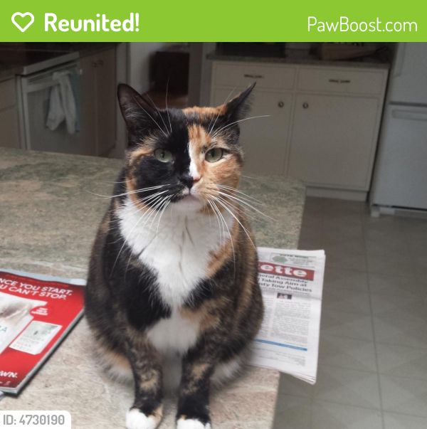 Reunited Female Cat last seen Near 36th St N & N Dinwiddie St, Arlington, VA 22207