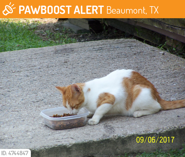 Rehomed Male Cat last seen Moore Road / Old Sour Lake Rd., Beaumont, TX, Beaumont, TX 77713