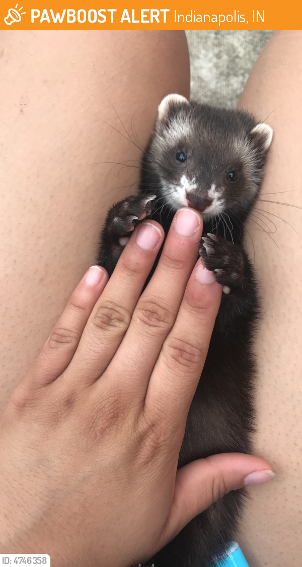Indianapolis, IN Stray Female Ferret Found Near Near Grand Prix Dr ...
