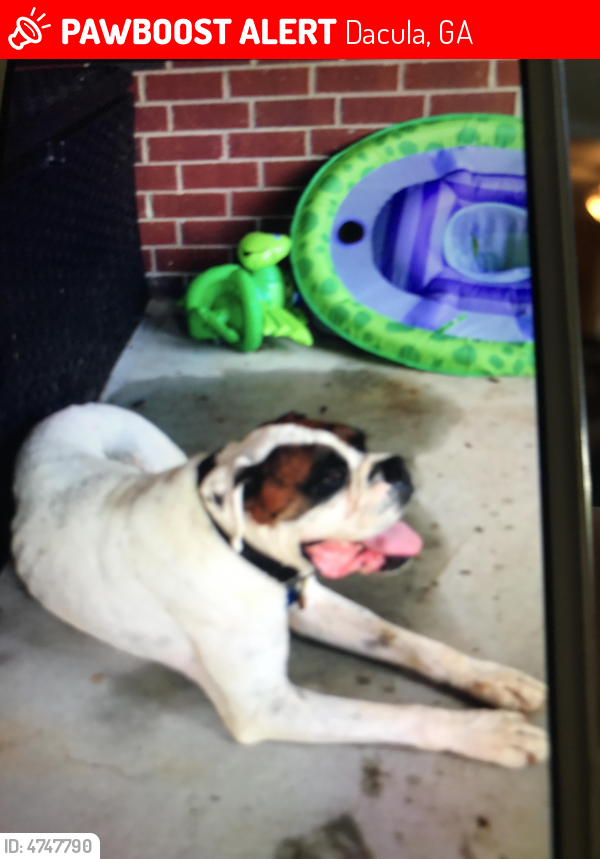 Lost Male Dog last seen Near Kelly Glen Court Southeast, Dacula, GA, Dacula, GA 30019