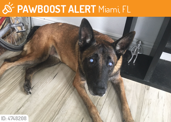 Rehomed Female Dog last seen Near NE 19th Ter & NE 2nd Ave, Miami, FL 33137