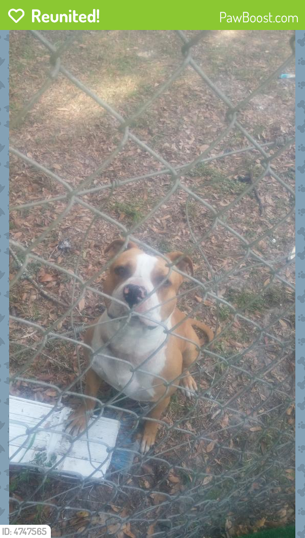 Reunited  Dog last seen Near NW 174th Ave & NW 234th Ter, High Springs, FL 32643