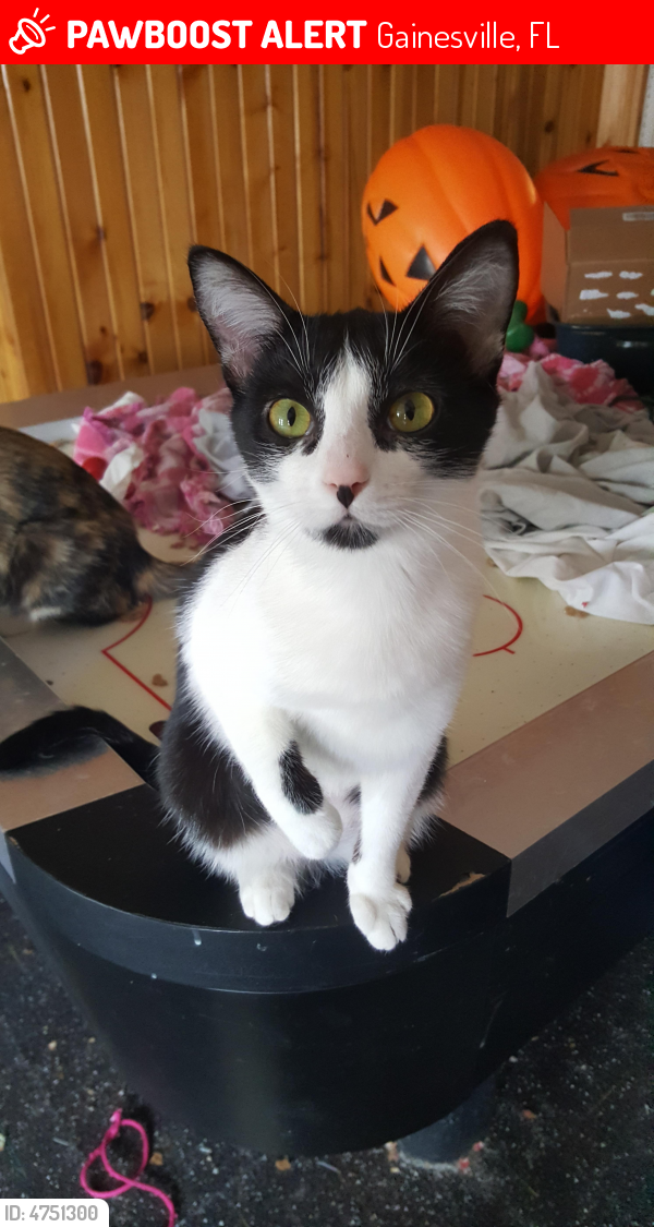 Lost Female Cat last seen Near NW 40 Ave & NW 10th St, Gainesville, FL 32609