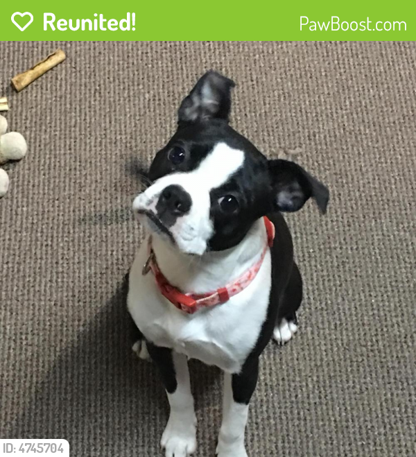 Reunited Female Dog last seen Near E 6th St & Wellesley Ave, Royal Oak, MI 48067