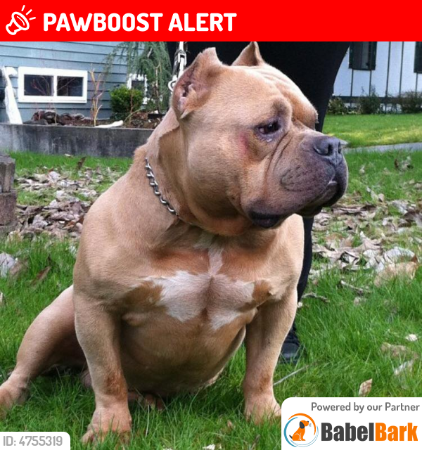 Lost Male Dog in Mountlake Terrace, WA 98043 Named Hot Sauce (ID