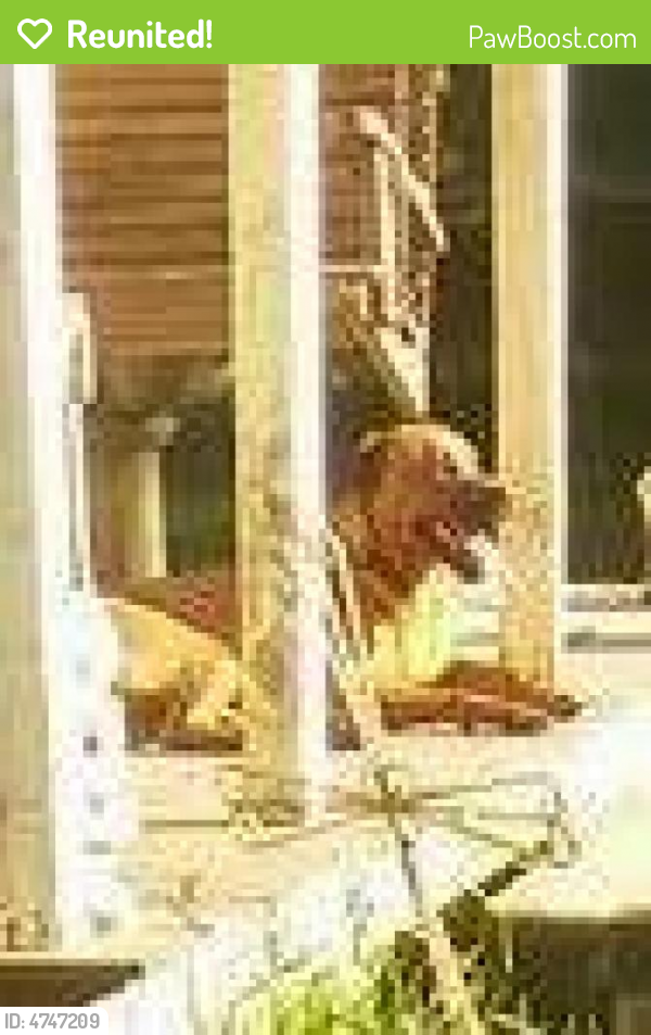 Reunited Female Dog last seen Near Labouve St & Hwy 1131, Vidor, TX 77662