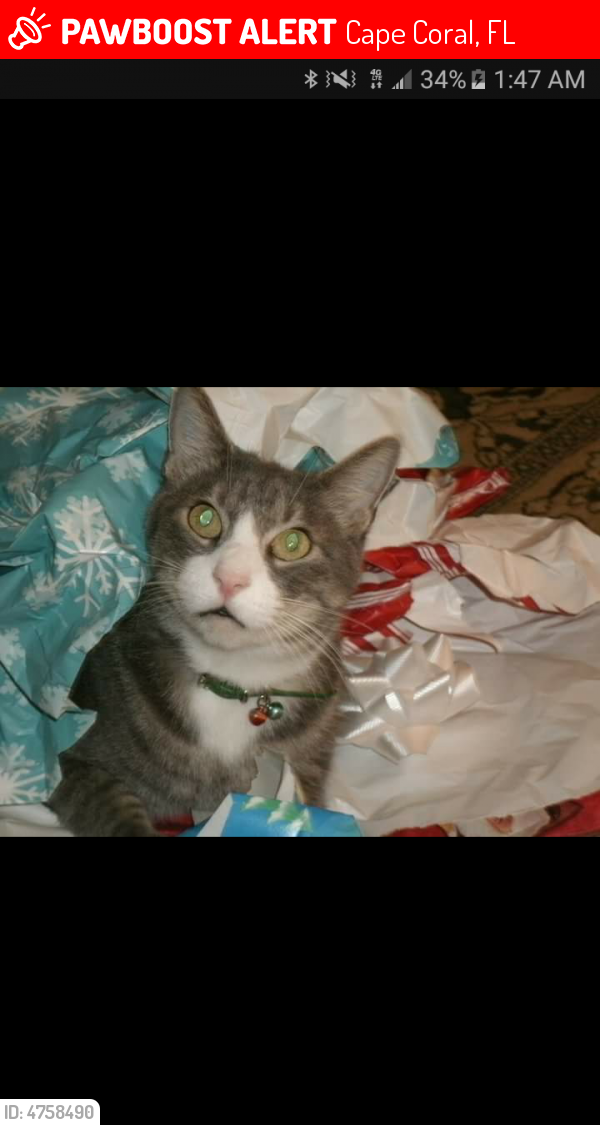 Lost Male Cat in Cape Coral, FL 33904 Named Jack (ID 4758490) PawBoost