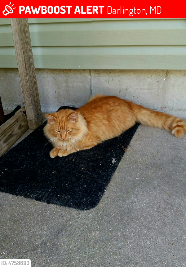 Darlington, MD Lost Male Cat, Fuzzy Is Missing PawBoost
