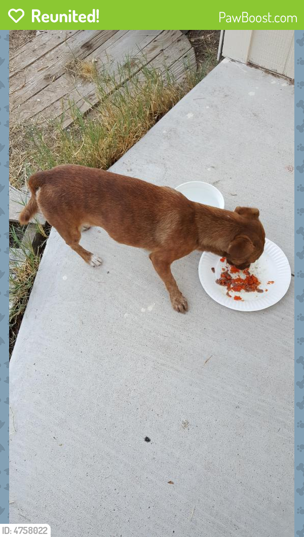 Reunited Male Dog last seen Near Taylor Ave & Silman St, North Las Vegas, NV 89030