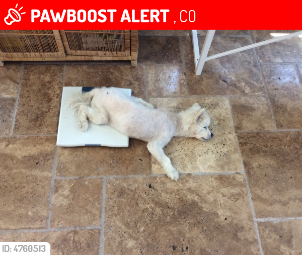 Lost Female Dog last seen Near Federal Blvd & W 64th Ave, , CO 80221